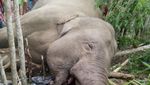 Mengenaskan! Ini Foto Gajah Mati dengan Gading Hilang