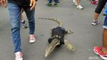 Ular, Biawak, hingga Domba Ramaikan CFD Pertama di Tahun 2018