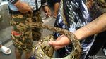 Ular, Biawak, hingga Domba Ramaikan CFD Pertama di Tahun 2018
