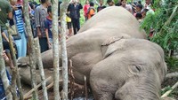 Saat ini pihaknya telah berkoordinasi dengan pihak BKSDA Baturaja dan Sumatera Selatan untuk melakukan penyelidikan guna mengetahui penyebab kematian. Diduga kuat satwa dilindungi ini mati akibat perburuan orang tak bertanggung jawab untuk mengambil gading dan dijual. 