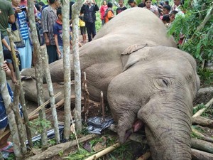 Gajah di Sumsel Mati Tersengat Aliran Listrik Pagar Perkebunan