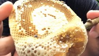 Sebongkah honeycomb atau sarang lebah dengan madu seolah siap disantapnya. Manis-manis sedap! Foto: instagram Chumnan
