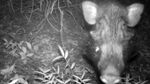 Foto: Penampakan Babi Terjelek dari Indonesia