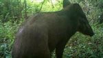 Foto: Penampakan Babi Terjelek dari Indonesia