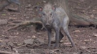 Dikenal sebagai javan warty pigs atau babi kutil bawean (Sus verrucosus blouchi), babi tersebut diketahui memiliki wajah yang buruk rupa. Babi tersebut merupakan salah satu endemik dari pulau Bawean di Jawa Timur dan terancam punah (Act for Wildlife/Chester Zoo)