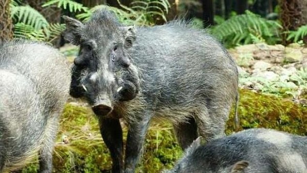 Foto: Penampakan Babi Terjelek dari Indonesia