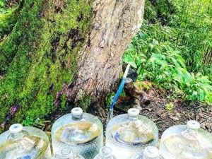 Tren Kesehatan Baru yang Berbahaya: Minum Air Alami Mentah