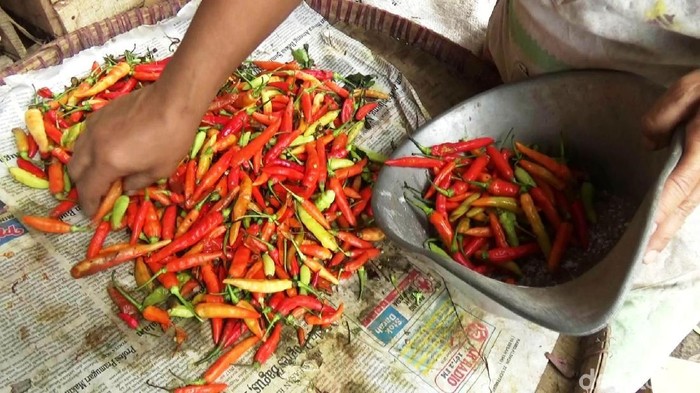 Harga Cabai di Purworejo Ikut Naik, Tembus Rp 55.000/Kg