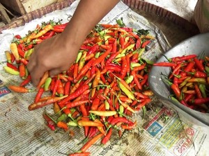 Harga Cabai di Purworejo Ikut Naik, Tembus Rp 55.000/Kg