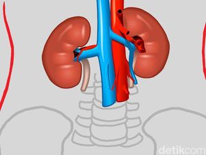 Modifikasi Genetik Babi Demi Kesuksesan Transplantasi Ginjal ke Manusia