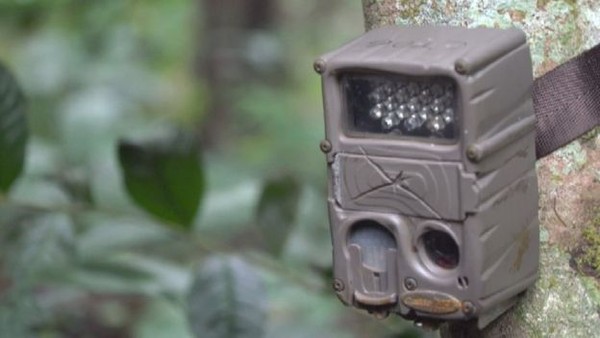 Spesies babi kutil telah merosot sejak awal tahun 1980 karena hilangnya luas hutan di wilayah Jawa. Kali ini periset asal Inggris dan Indonesia memasang perangkap kamera di sebuah hutan di Jawa dan mendapat foto penampakannya (Act for Wildlife/Chester Zoo) Spesies babi kutil telah merosot sejak awal tahun 1980 karena hilangnya luas hutan di wilayah Jawa. Kali ini periset asal Inggris dan Indonesia memasang perangkap kamera di sebuah hutan di Jawa dan mendapat foto penampakannya (Act for Wildlife/Chester Zoo)