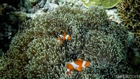 Salah satunya Pulau Kapoposang yang berada di Desa Mattiro Ujung, Kecamatan Liukang Tupabiring, Pangkep. Di pulau ini, traveler akan dimanjakan dengan pemandangan eksotis bawah laut (Moehammad Bakrie/detikTravel)