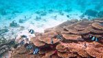 Foto: Bukan Cuma Maladewa, Ini Pulau Mauritius yang Mempesona