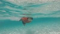 Hanya berjarak 100 meter dari bibir pantai pulau ini, traveler sudah bisa bersnokeling dan melihat pemandangan biota laut yang memukau. Salah satunya, ikan badut atau yang biasa dikenal ikan nemo (Moehammad Bakrie/detikTravel)