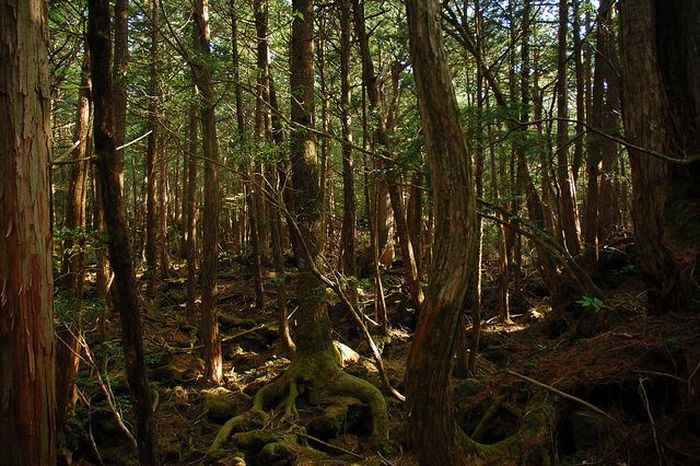 Foto: Hutan Tempat 'Langganan' Bunuh Diri di Jepang