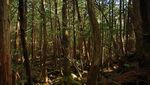 Foto: Hutan Tempat Langganan Bunuh Diri di Jepang
