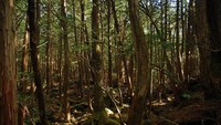 Aokigahara terletak di bagian barat laut Gunung Fuji, sekitar 100 kilometer sebelah barat Tokyo. (Internet)