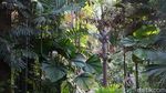 Foto: Bukan Sulap Bukan Sihir, Satu Pohon Menjadi Hutan