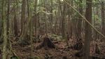 Foto: Hutan Tempat Langganan Bunuh Diri di Jepang
