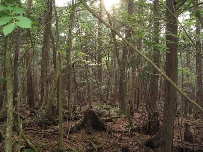 Sepi Mencekam di Aokigahara, Hutan 'Langganan' Bunuh Diri di Jepang