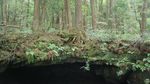 Foto: Hutan Tempat Langganan Bunuh Diri di Jepang