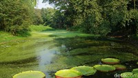 Berada di bawah Botanical Survey of India (BSI), Kementerian Lingkungan Hidup dan Hutan Pemerintah India, kebun ini didirikan pada tahun 1786 oleh Kolonel Robert Kyd. Inilah salah satu koleksinya, yakni bunga teratai raksasa (Masaul/detikTravel)
