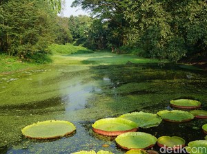 Aneh Tapi Nyata, Hutan Ini dari Satu Pohon