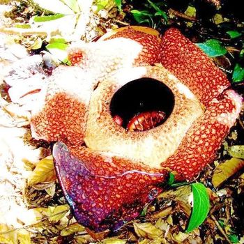 Selamat Ulang Tahun Rafflesia Arnoldii!