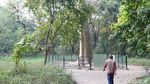 Foto: Bukan Sulap Bukan Sihir, Satu Pohon Menjadi Hutan