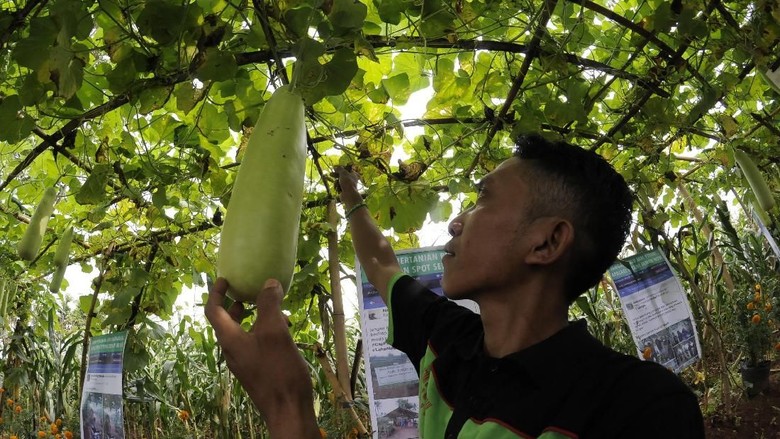 Regenerasi Petani, Menjadikannya Cita-Cita Regenerasi Petani, Menjadikannya Cita-Cita