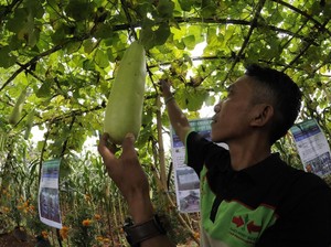 Regenerasi Petani, Menjadikannya Cita-Cita