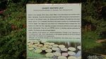 Foto: Bukan Sulap Bukan Sihir, Satu Pohon Menjadi Hutan