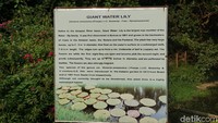Robert seorang perwira tentara dari British East India Company yang bertujuan mengidentifikasi tanaman baru bernilai komersil. Sebuah perubahan besar terjadi saat ahli botani, William Roxburgh, menjadi pengawas kebun pada tahun 1793. Ia membawa tanaman dari seluruh India dan mengembangkan herbarium (Masaul/detikTravel)