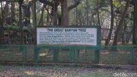 Menyoal The Great Banyan atau sebuah pohon yang berubah menjadi hutan ini adalah pohon sejenis beringin (Ficus benghalensis). Batang utamanya hancur setelah terkena dua kali badai siklon besar pada tahun 1864 dan 1867 (Masaul/detikTravel)