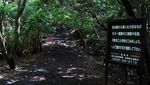 Sepi Mencekam di Aokigahara, Hutan Langganan Bunuh Diri di Jepang