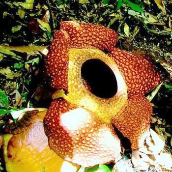 Selamat Ulang Tahun Rafflesia Arnoldii!