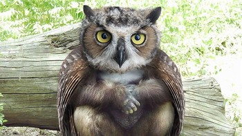 Owlarilla, perpaduan burung hantu dengan gorila. (Foto: Boredpanda)