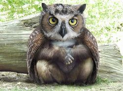 Potret Lucu Kawin Silang Hewan Hasil Photoshop