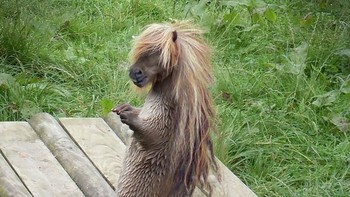 Hairy Potter, perpaduan kuda dengan berang berang. (Foto: Boredpanda)