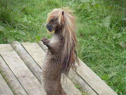 Potret Lucu Kawin Silang Hewan Hasil Photoshop