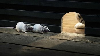 Hippopotamice, perpaduan kuda nil dengan tikus. (Foto: Boredpanda)