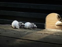 Potret Lucu Kawin Silang Hewan Hasil Photoshop