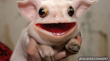 A Frig, perpaduan babi dengan kodok. (Foto: Boredpanda)