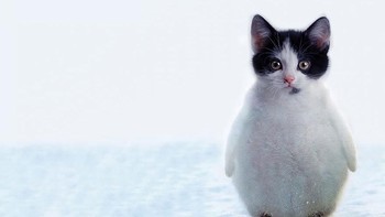 Penguitten, perpaduan penguin dengan kucing. (Foto: Boredpanda)
