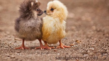 Tiny Dicks, perpaduan anak ayam dengan anjing. (Foto: Boredpanda)