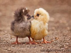 Potret Lucu Kawin Silang Hewan Hasil Photoshop