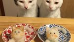 Miaw! Cat Lovers Pasti Gemas dengan 10 Makanan Lucu Ini