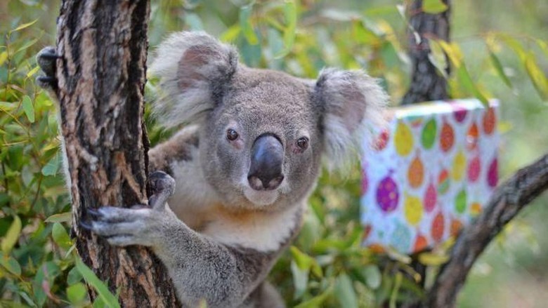 Terkuak Setelah Penelitian 13 Tahun! Begini Cara Koala Minum