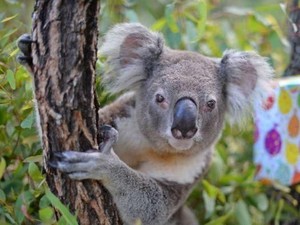 Koala Lawson Rayakan Ulang Tahun ke-16