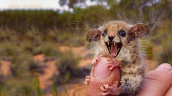 Australian Pygmy Cheessum, perpaduan tikus dengan cheetah. (Foto: Boredpanda)